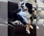 Small #1 Australian Shepherd