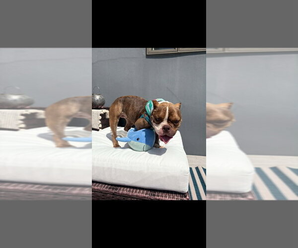 Medium Photo #8 French Bulldog-Unknown Mix Puppy For Sale in New York, NY, USA