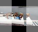 Small #7 French Bulldog Mix