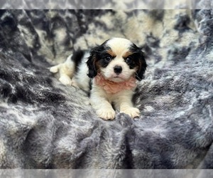 Cavalier King Charles Spaniel Puppy for sale in CAMPBELLSVILLE, KY, USA