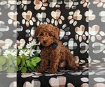 Small #3 Goldendoodle (Miniature)