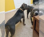 Small #1 American Pit Bull Terrier