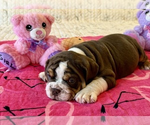 Bulldog Puppy for sale in PAHRUMP, NV, USA