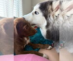 Small #3 Border Collie-Mountain Cur Mix