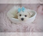 Small #1 Maltipoo