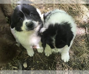 Karakachan Puppy for sale in FORK UNION, VA, USA