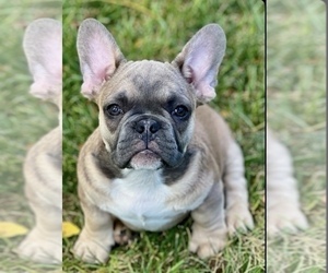 French Bulldog Puppy for sale in BRIGHTON, CO, USA