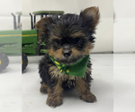 Small Photo #1 Shorkie Tzu Puppy For Sale in SELLERSBURG, IN, USA