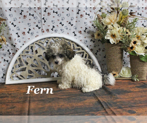 Poodle (Toy) Puppy for sale in CHANUTE, KS, USA
