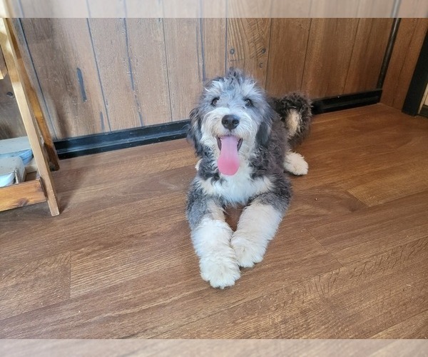 Medium Photo #100 Bernedoodle (Miniature) Puppy For Sale in BLACK FOREST, CO, USA