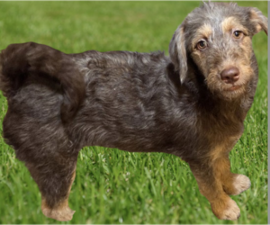 Miniature Labradoodle Dogs for adoption in Decatur, GA, USA