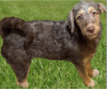 Small Miniature Labradoodle