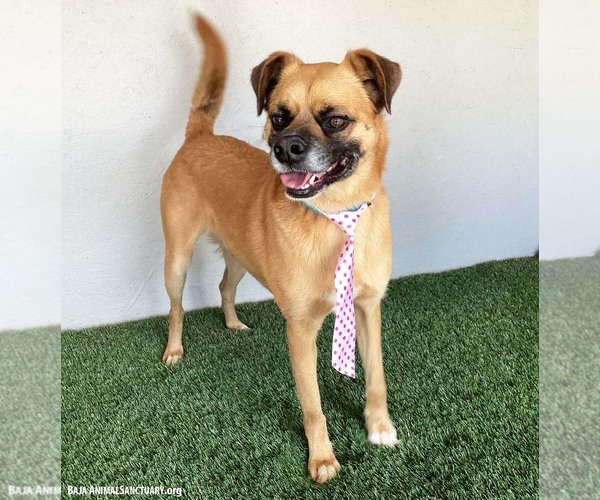 Medium Photo #2 Puggle Puppy For Sale in San Diego, CA, USA