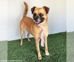 Lucas - Male Puggle Dog for Adoption - Photo #2