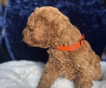 Small #3 Goldendoodle (Miniature)