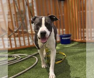 Mutt Dogs for adoption in Las Vegas, NV, USA