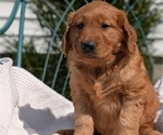 Small #9 Golden Retriever