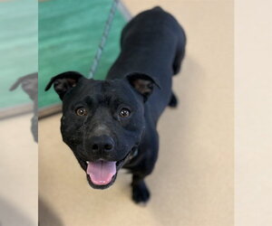 Mutt Dogs for adoption in Placerville, CA, USA