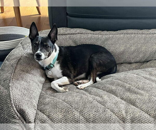 Medium Photo #2 Mutt Puppy For Sale in Candler, NC, USA