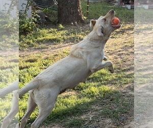 Mother of the Labrador Retriever puppies born on 03/03/2026