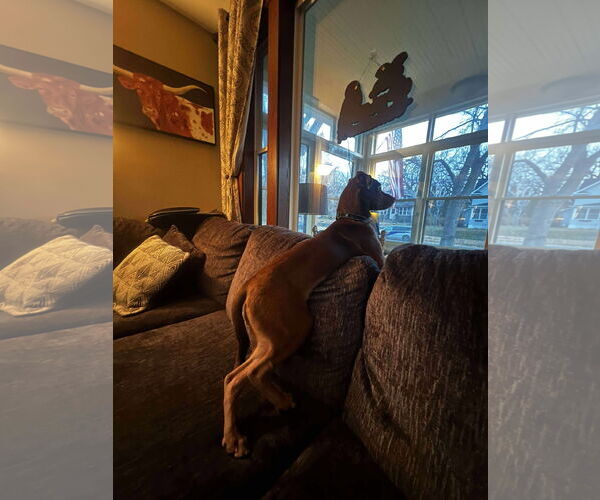 Medium Photo #4 Labrador Retriever-Unknown Mix Puppy For Sale in Minneapolis, MN, USA