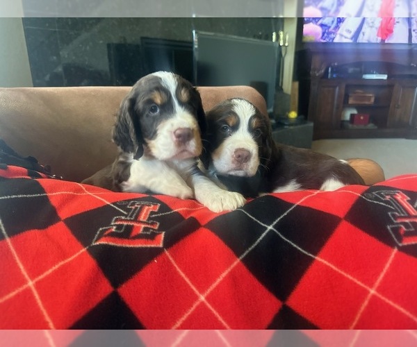 Medium Photo #1 English Springer Spaniel Puppy For Sale in BULVERDE, TX, USA