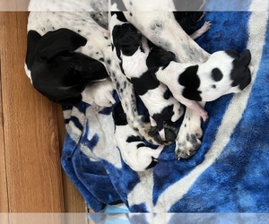German Shorthaired Pointer Puppy for sale in VINELAND, NJ, USA