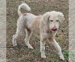 Small #2 Poodle (Miniature) Mix