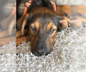 German Shepherd Dog-Unknown Mix Dogs for adoption in Plainfield, IL, USA
