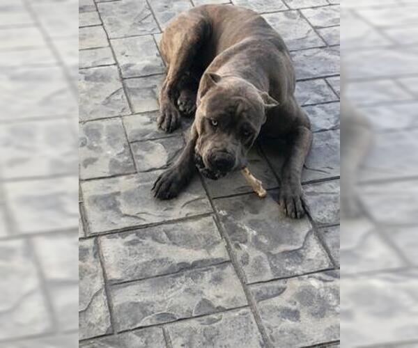 Medium Photo #12 Cane Corso Puppy For Sale in CITY INDUSTRY, CA, USA