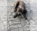 Small Photo #12 Cane Corso Puppy For Sale in CITY INDUSTRY, CA, USA