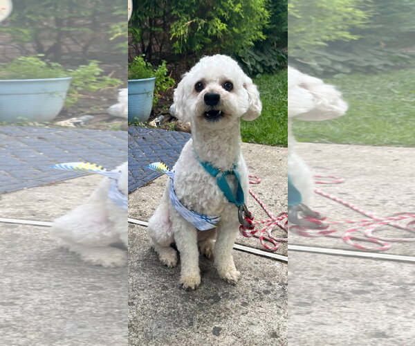 Medium Photo #2 Bichon Frise Puppy For Sale in Gibbstown, NJ, USA