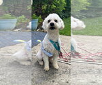 Small #1 Bichon Frise