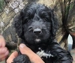 Small Photo #1 Bernedoodle Puppy For Sale in WACO, TX, USA