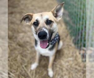 Shepradors Dogs for adoption in Yardley, PA, USA