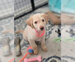 Small #1 Labrador Retriever Mix