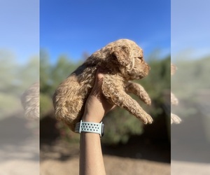 Goldendoodle Dog for Adoption in TUCSON, Arizona USA