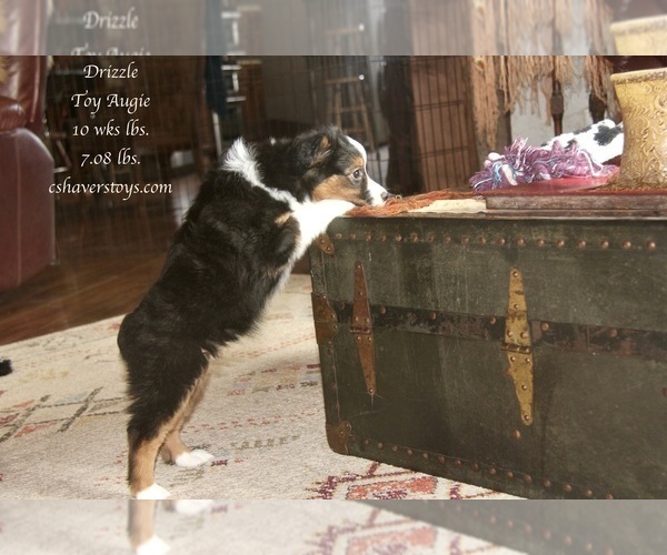 Medium Photo #23 Aussie-Corgi Puppy For Sale in LIND, WA, USA