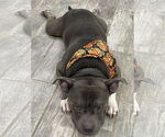 Small #1 American Pit Bull Terrier