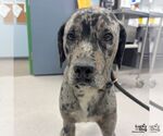 Small #2 Catahoula Leopard Dog-Retriever  Mix