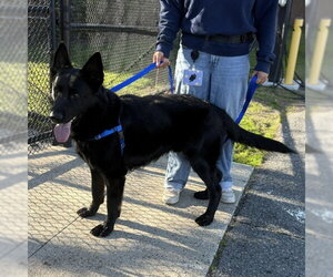 German Shepherd Dog Dogs for adoption in Boston, MA, USA