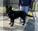 Small German Shepherd Dog