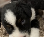 Small Photo #7 Miniature Australian Shepherd Puppy For Sale in PLACERVILLE, CA, USA