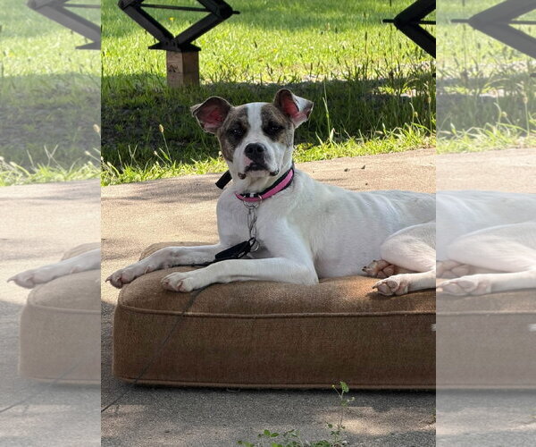 Medium Photo #4 American Pit Bull Terrier-Unknown Mix Puppy For Sale in Germantown, OH, USA