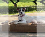Small #3 American Pit Bull Terrier Mix