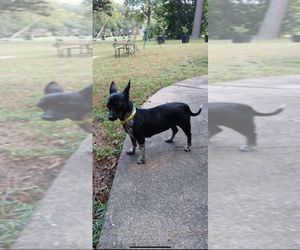 Cosette - Female Chihuahua-Unknown Mix Dog for Adoption - Photo #4