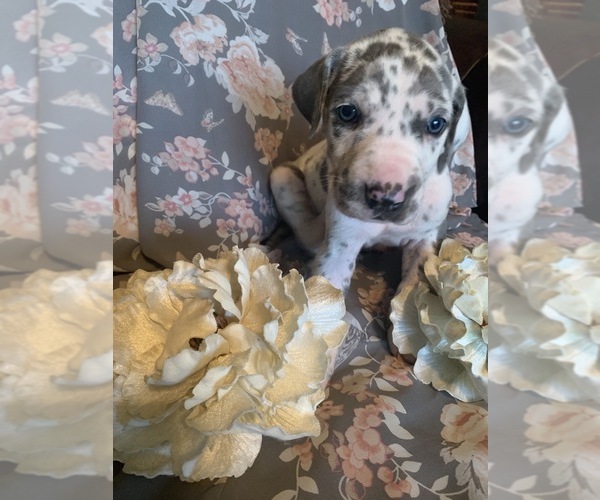 Medium Photo #1 Great Dane Puppy For Sale in DIGHTON, MA, USA