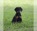 Small Photo #5 Doberman Pinscher Puppy For Sale in BEAUMONT, TX, USA
