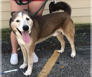 Patch - Male Siberian Husky-Unknown Mix Dog for Adoption - Photo #19