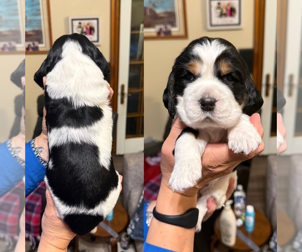 Medium Photo #7 English Springer Spaniel Puppy For Sale in PILLAGER, MN, USA